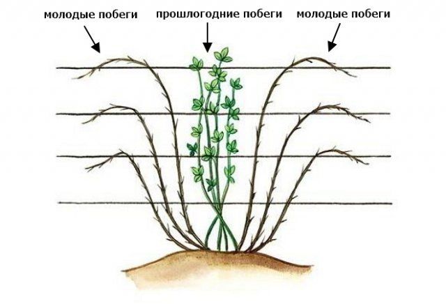 Схема подвязки ежевики